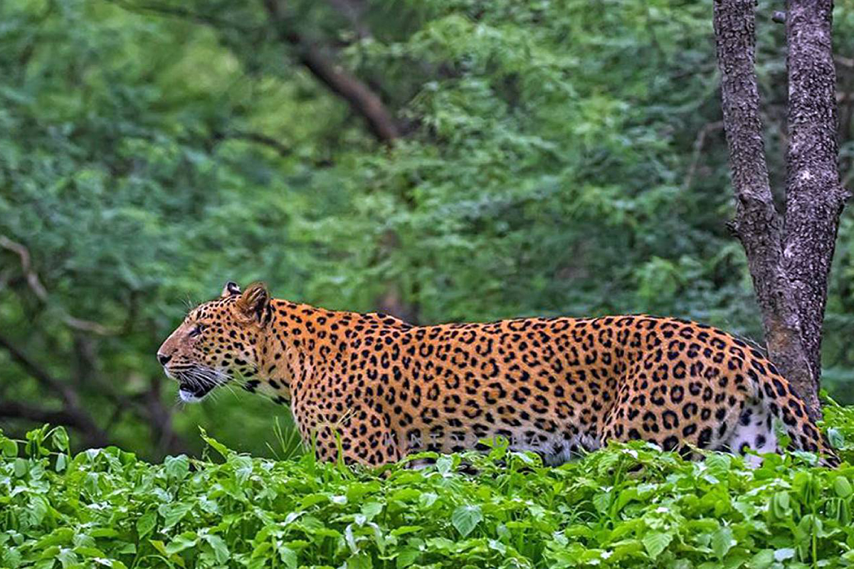 Safari leopardo Jaipur