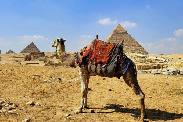 Camello y pirámides en Egipto
