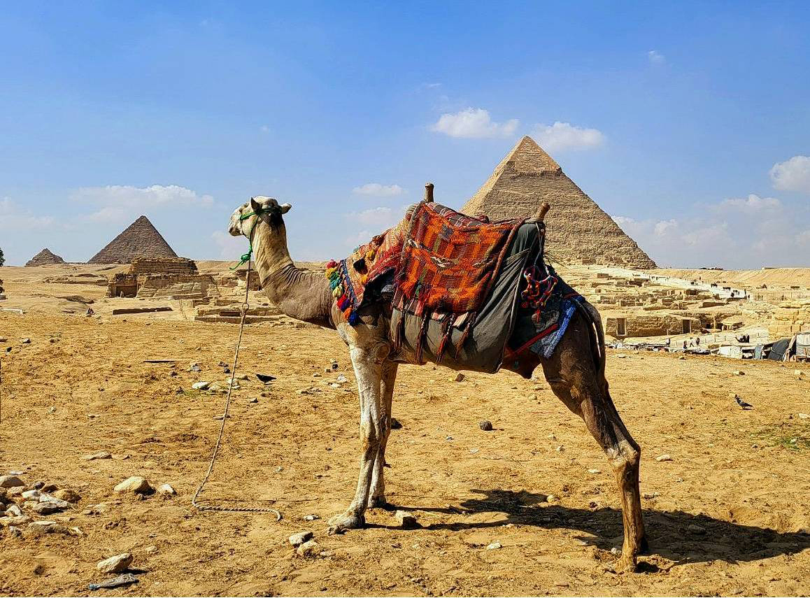 Camello y pirámides en Egipto
